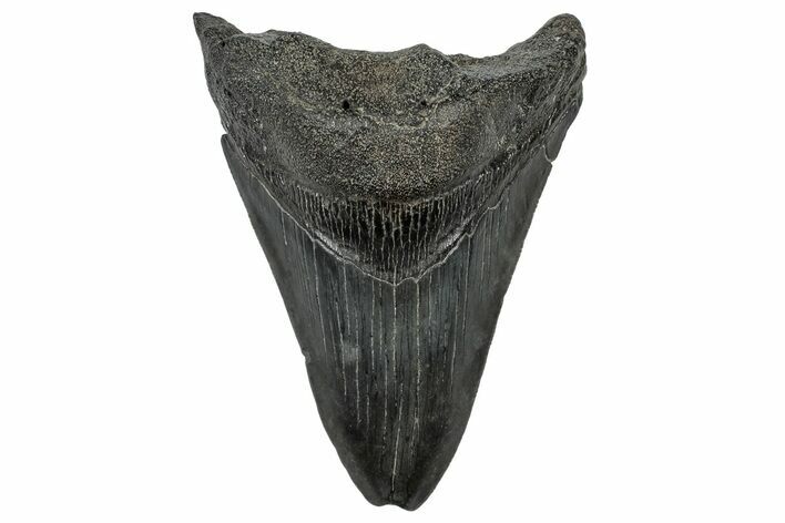 Fossil Megalodon Tooth - South Carolina #301819